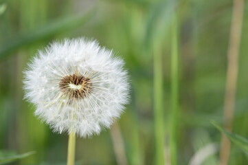 Closeup Taraxacum officinale known as dandelion in blowball stage with blurred backgroung in summer time