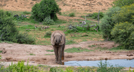 Elefant am Wasserloch in der Wildnis und Savannenlandschaft von Afrika