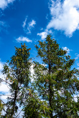 Pine cones on conifers in mountain nature