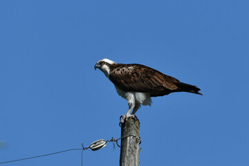 Osprey sits perched on a utility pole along a country road  - obrazy, fototapety, plakaty
