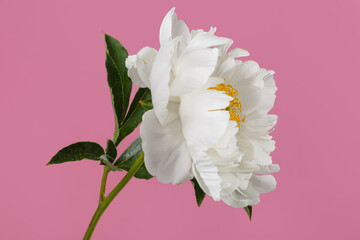 The white peony flower with a yellow middle is isolated on a pink background.