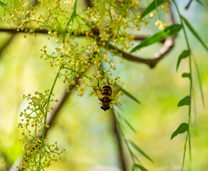 Honeybee At Work Gathering Nectar close up