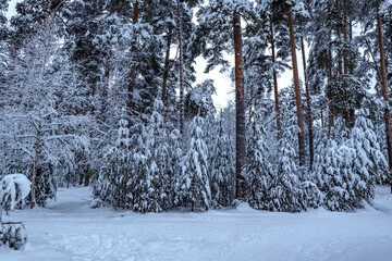 Majestic winter landscape. Snow in the pine forest at cloudy day.