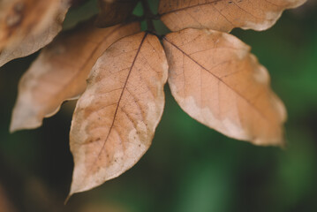 autumn landscape with bright colorful leaves. Dry Leaf of Laurel In Autumn. Red and orange autumn leave the background. Colorful background image of fallen autumn leaves.