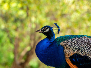 close up portrait peacock body in nature summertime