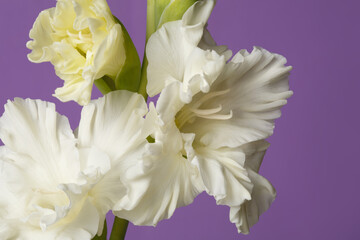 Delicate white gladiolus flower on a purple background.