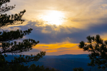 Black silhouette branches of a cedar trees against the backdrop of a golden sunset. Orange blue...