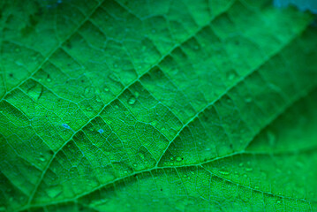 Tropical Green Leaf Pattern In the garden, a background of dark green tropical leaves. closeup nature view of green leaf. The highlight a focused leaf edge and blurred background