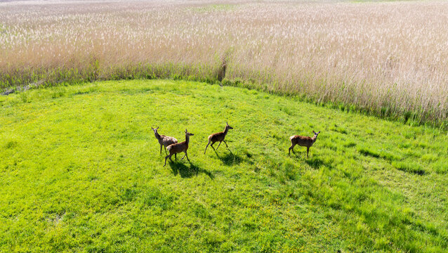 herd of female deer grazing
