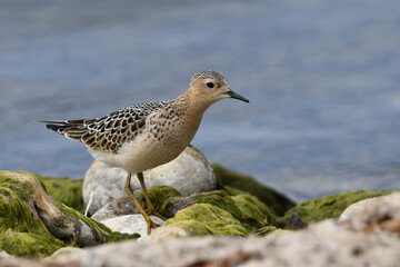 Cute little Buff Breasted sandpiper bird walks along algae covered rocks along the shore of Lake Ontario