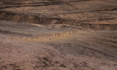 Agriculture of Gran Canaria - a large group of goats and sheep are moving across a dry plane