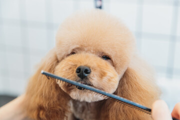 Dog care. Grooming of dogs in the salon.