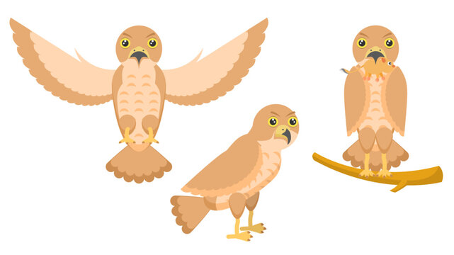 Set Abstract Collection Flat Cartoon Different Animal Birds Falcon Stand, Flying With Spread Wings, Sits On A Branch With A Rrodent In Its Beak Vector Design Style Elements Fauna Wildlife