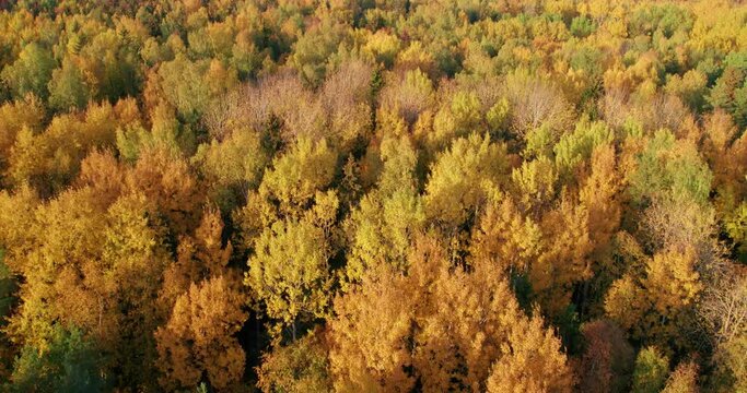 Top down aerial view of autumn forest. The drone flies slowly in a straight line over the tops of trees, deciduous and coniferous. Nature background in 4K resolution