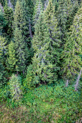 View of high mountain Tatra forests from above