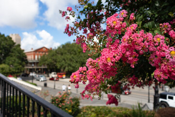 Beautiful Pink Flowers on a Tree at Jackson Square in the French Quarter of New Orleans
