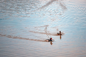 Obraz na płótnie Canvas Ducks on the pond