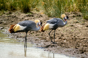 Grue couronnée, .Balearica pavonina, Black Crowned Crane, Kenya
