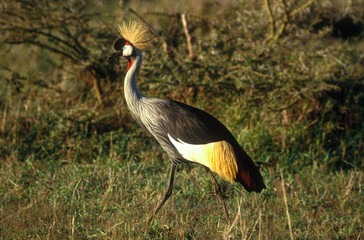 Grue couronnée, .Balearica pavonina, Black Crowned Crane, Kenya