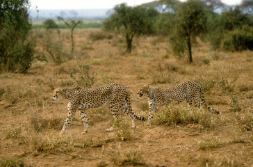 Guépard, cheetah, Acinonyx jubatus, Parc national de Masai Mara, Kenya