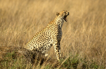 Guépard, cheetah, Acinonyx jubatus, Parc national de Masai Mara, Kenya