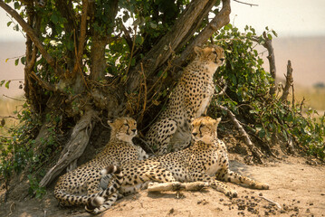 Guépard, cheetah, Acinonyx jubatus, Parc national de Masai Mara, Kenya