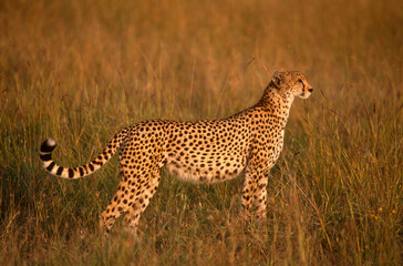 Guépard, cheetah, Acinonyx jubatus, Parc national de Masai Mara, Kenya