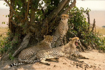 Guépard, cheetah, Acinonyx jubatus, Parc national de Masai Mara, Kenya