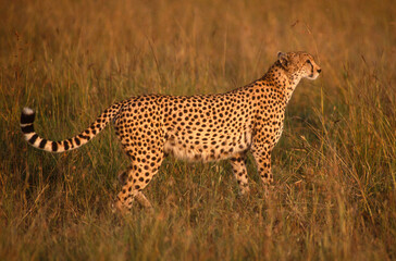 Guépard, cheetah, Acinonyx jubatus, Parc national de Masai Mara, Kenya