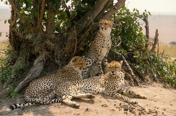 Guépard, cheetah, Acinonyx jubatus, Parc national de Masai Mara, Kenya