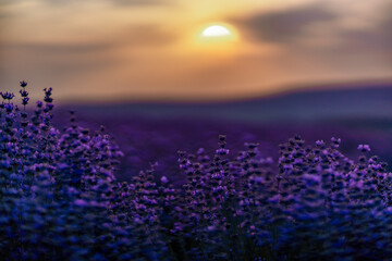 Blooming lavender in a field at sunset in Provence. Fantastic summer mood, floral sunset landscape of meadow lavender flowers. Peaceful bright and relaxing nature scenery.