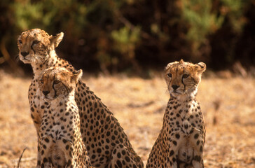 Guépard, cheetah, Acinonyx jubatus, Parc national de Masai Mara, Kenya