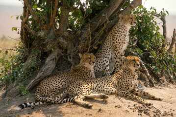 Guépard, cheetah, Acinonyx jubatus, Parc national de Masai Mara, Kenya