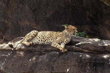 Guépard, cheetah, Acinonyx jubatus, Parc national du Serengeti, Tanzanie