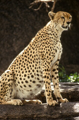 Guépard, cheetah, Acinonyx jubatus, Parc national du Serengeti, Tanzanie