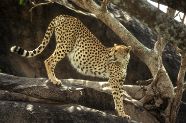 Guépard, cheetah, Acinonyx jubatus, Parc national du Serengeti, Tanzanie