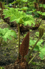 Gunnère du Brésil,, Rhubarbe géante, Gunnera manicata