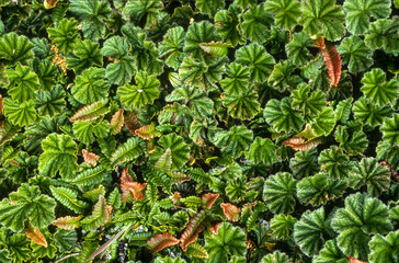 Gunnère de Magellan, Gunnera magellanica, Iles Falkland, Iles Malouines