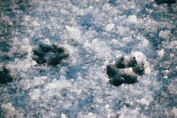 Paw prints in snow