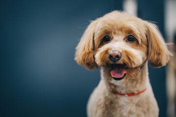 Grooming a dog in a grooming salon. Animal care.