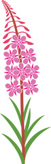 Flowers of fireweed. Rosebay willowherb. Chamaenerion angustifolium logo. Isolated fireweed on white background