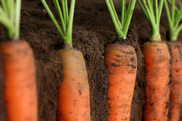 juicy carrots with tops in the ground	