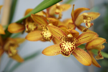 Selected focus of the beautiful orchid that is starting to bloom.                  