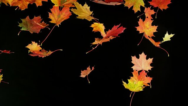 Super slow motion of falling autumn maple leaves on black background. Filmed on high speed cinema camera, 1000 fps.