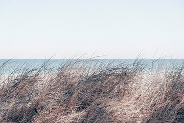 Beautiful sea landscape. Sandy beach and dry grass in the front