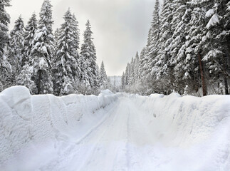 The road is cleared removing snow after blizzard in spruce winter forest