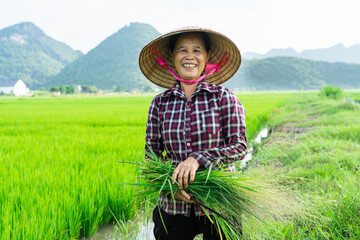 Farmer woman in the rice field © Q88