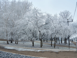 Winter, forest, snow. Snow-covered pine forest, trees in the snow, a beautiful winter landscape.