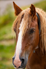 Fototapeta premium Retrato de una yegua alazana (caballo) en el Pirineo