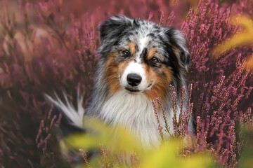 Miniature Australian Shepherd 